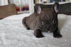 Franse Bulldog pups goed opgevoed, Dieren en Toebehoren, Honden | Bulldogs, Pinschers en Molossers, België, CDV (hondenziekte)