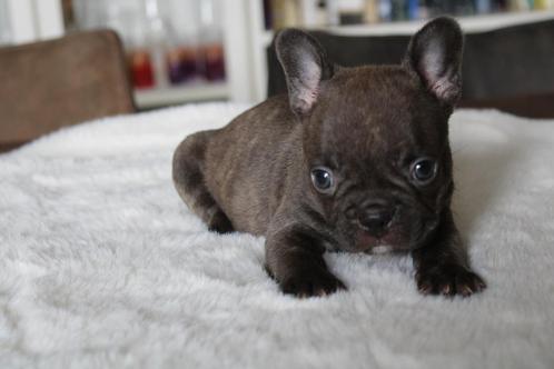 Franse Bulldog pups goed opgevoed, Dieren en Toebehoren, Honden | Bulldogs, Pinschers en Molossers, Meerdere dieren, Bulldog, Fokker | Professioneel