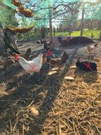 10 kippen en 1 haan, Dieren en Toebehoren, Pluimvee, Kip