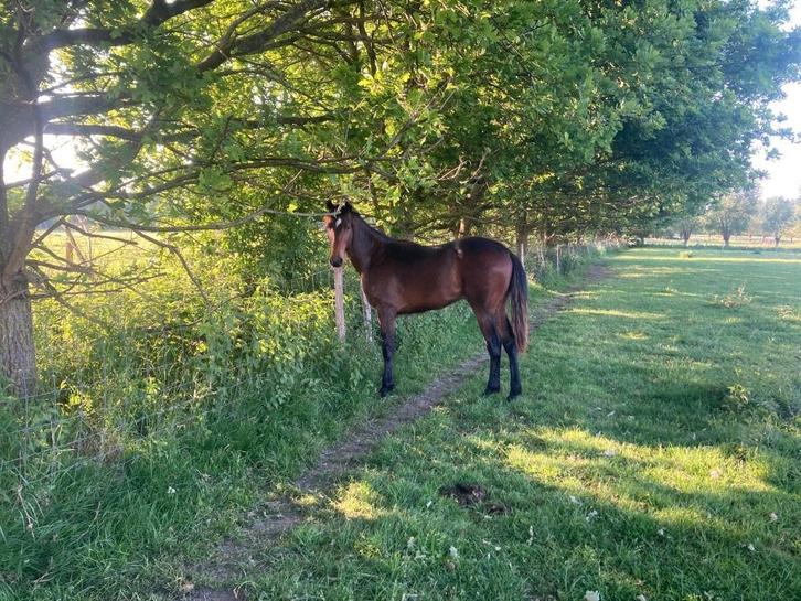 Kudde Paarden, Dieren en Toebehoren, Paarden, Meerdere dieren, Onbeleerd, 160 tot 165 cm