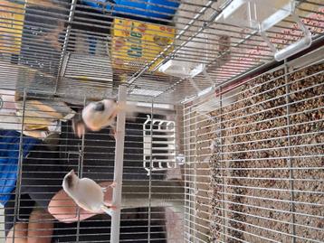 Mooi koppel harlekijnkanaries te koop beschikbaar voor biedingen