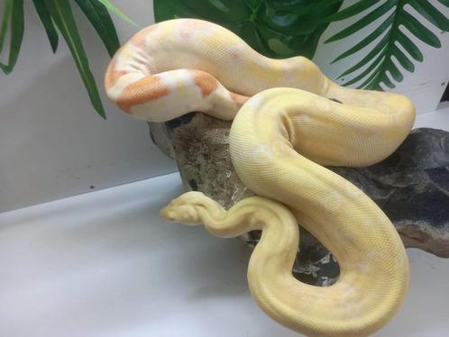 1.0 Albino IMG poss anery, Dieren en Toebehoren, Reptielen en Amfibieën