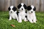 Beaux chiots Aussiedoodle, Plusieurs, Hépatite contagieuse (maladie de Rubarth), Belgique, Berger