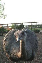 jeunes nandoos 2025, Animaux & Accessoires, Volatiles