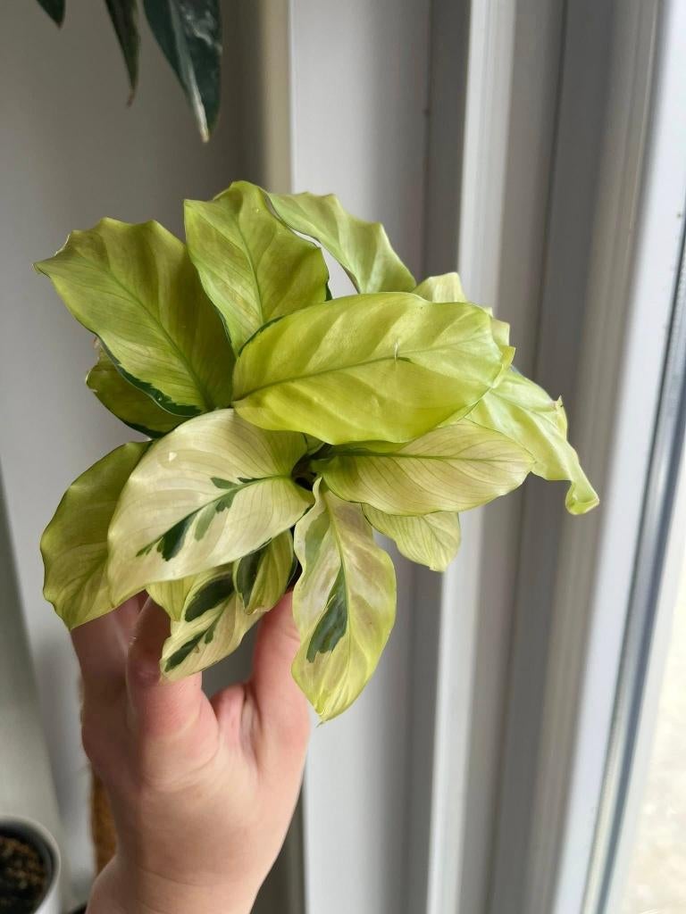 Calathea Yellow Fusion, Huis en Inrichting, Kamerplanten, Ophalen of Verzenden