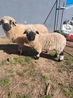 Walliser schwarznase ooilam met VHGS afstamming., Dieren en Toebehoren, Schapen, Geiten en Varkens, Vrouwelijk, Schaap, 0 tot 2 jaar