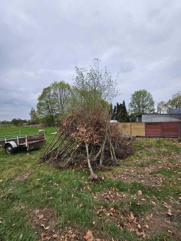 Gratis brandhout, Ophalen