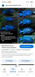 Cichlides malawi groupe placidochromis tanzania