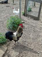 Haan gratis, Dieren en Toebehoren