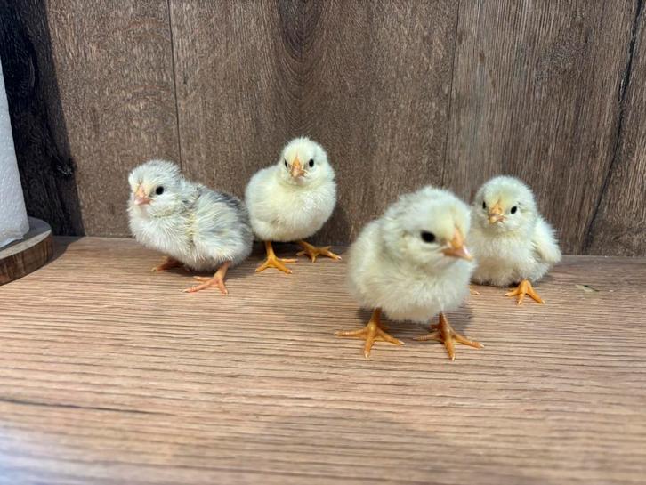 Kuikens te koop, Dieren en Toebehoren, Pluimvee