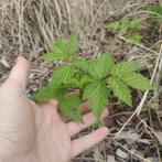 Frambozen scheutjes rood/oranje, Enlèvement