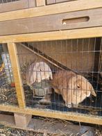 Konijnen lang oortjes. Papa 2 jaar en zoon 1 . Gecastreerd., Ophalen