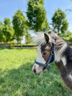 Apart mooi miniatuurpaardje, Dieren en Toebehoren