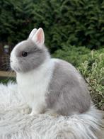 Kleurdwerg rammetje, Mâle, Nain, 0 à 2 ans