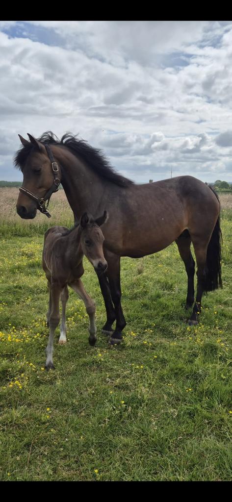 Drachtige d pony merrie en jaarling d ponyhengst, Hengst