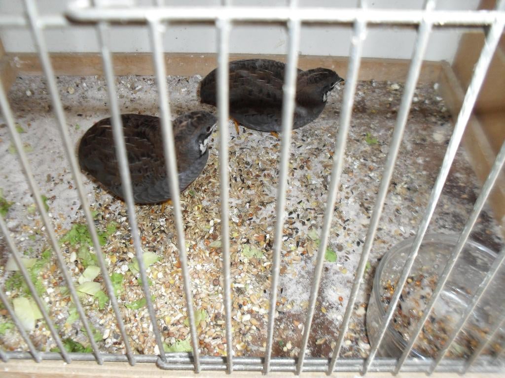 Chinese dwerg kwartel haantjes       2.5€, Ophalen