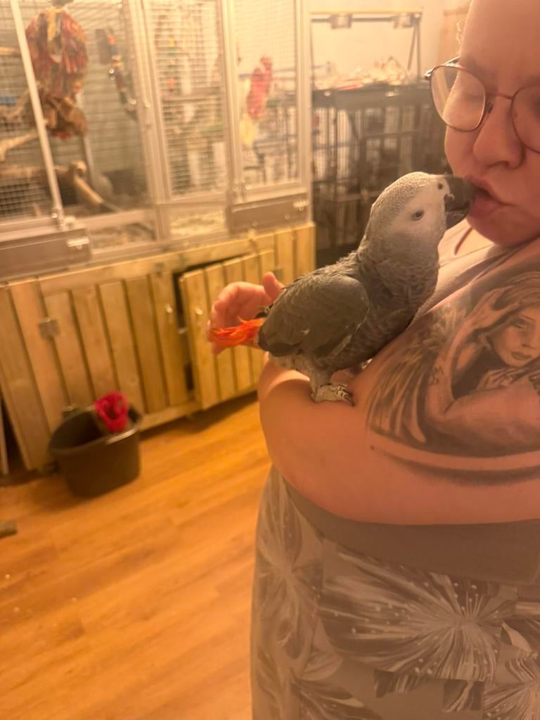 Handtamme grijze roodstaart jako man 1 jaar oud, Dieren en Toebehoren, Vogels | Parkieten en Papegaaien, Mannelijk, Papegaai, Pratend