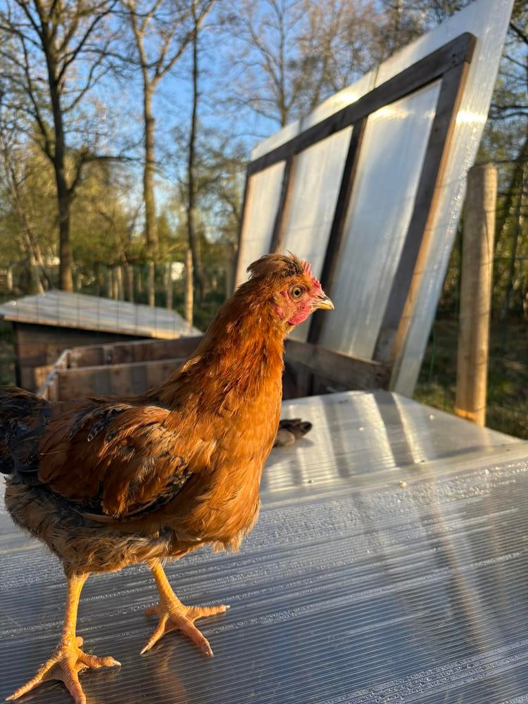 5 Jonge hanen te koop – 11weken oud, Dieren en Toebehoren, Pluimvee