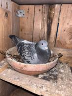 Postduif koppel beschikbaar, Dieren en Toebehoren, Vogels | Duiven, Postduif