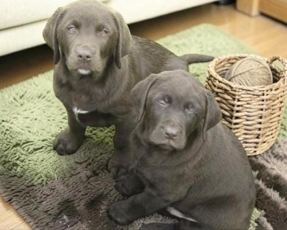 Labrador puppy's choco en zwart op de boerderij geboren, Animaux & Accessoires, Chiens | Retrievers, Épagneuls & Chiens d'eau