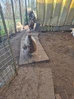 Zijde hoender haan bruin, Mâle, Poule ou poulet