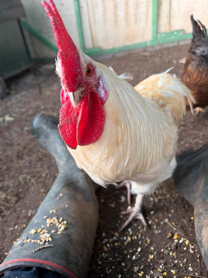 Coq Araucana - Araucana x X, Animaux & Accessoires, Volatiles