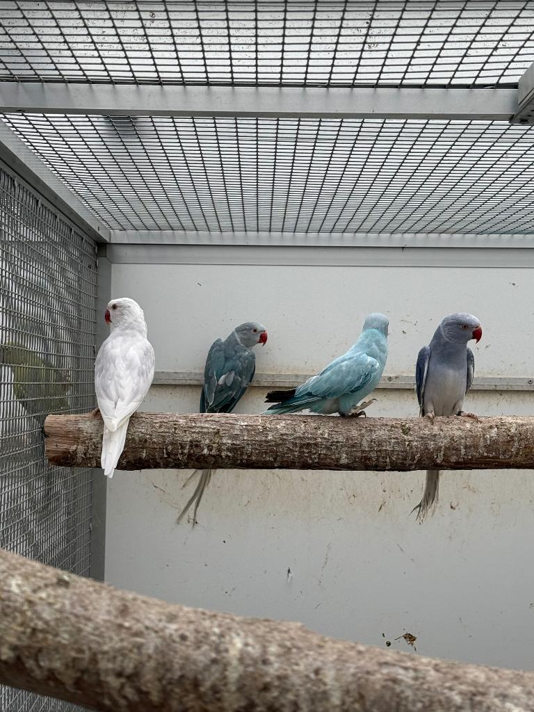 Overjarige halsbandparkieten, Parkiet, Geringd