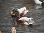 Hollandse kwakers, Plusieurs animaux, Canard