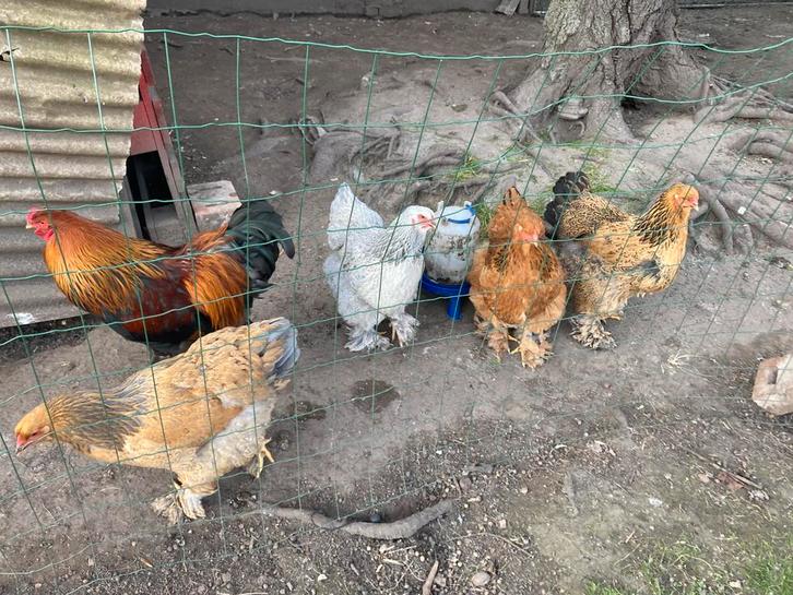 Broedeieren brahma kleurenmix, Animaux & Accessoires, Volatiles, Poule ou poulet, Sexe inconnu