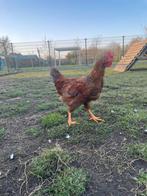 Jonge haan Barnevelder, Animaux & Accessoires, Volatiles