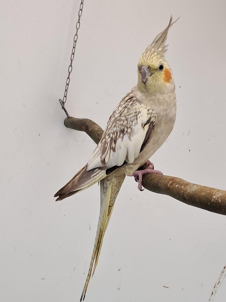 Bewezen wildkleur valkparkiet  pop van 2 jaar, Dieren en Toebehoren, Vogels | Parkieten en Papegaaien, Vrouwelijk, Parkiet, Geringd
