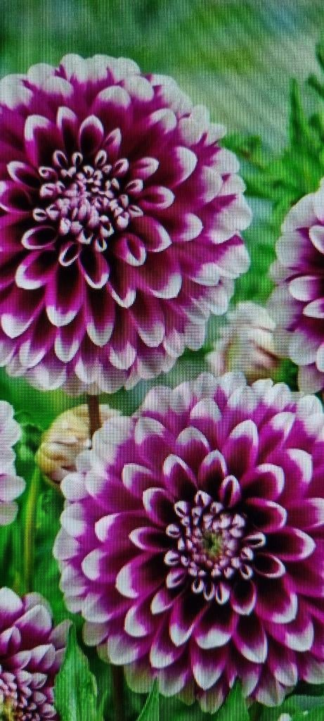 Dahlia, Ophalen of Verzenden, Voorjaar, Volle zon, Knol