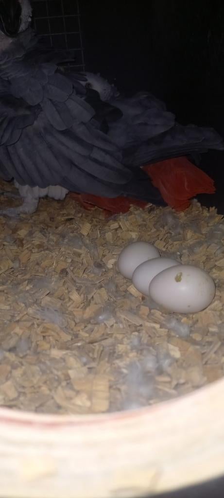 Couple reproducteur de gris, Dieren en Toebehoren, Vogels | Parkieten en Papegaaien