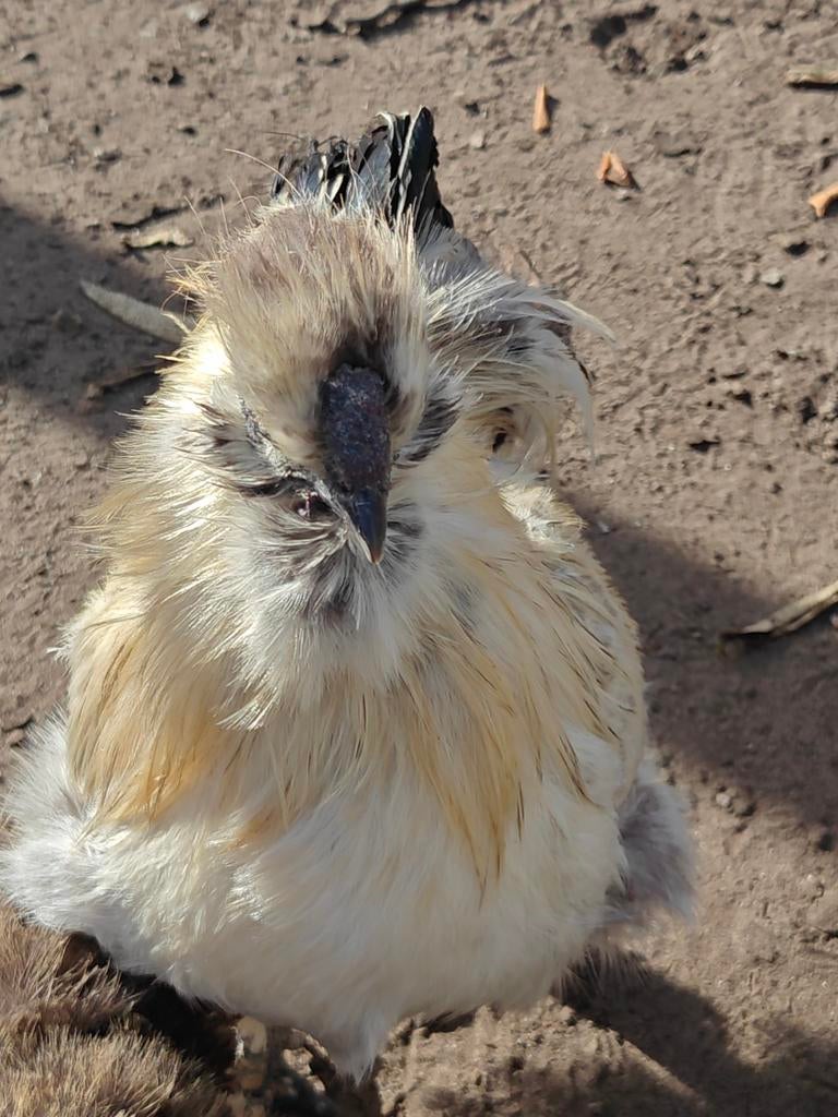 2 zijdehoender hanen, Dieren en Toebehoren, Pluimvee