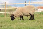 Suffolk ram 3 jaar +- 120kg, Dieren en Toebehoren, Schapen, Geiten en Varkens, Mannelijk, Schaap
