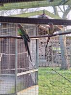 Princess, Parkiet, Geringd