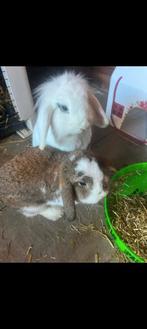 Gratis wit dwergkonijn voedster, Dieren en Toebehoren, Konijnen, Vrouwelijk, Dwerg, Hangoor, 0 tot 2 jaar