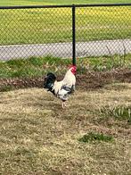 Hanen., Dieren en Toebehoren, Pluimvee