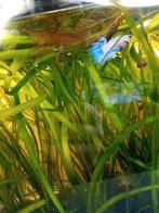 vallisneria, posthoornslakken en salvinia (mosselplantje), Dieren en Toebehoren, Slak of Weekdier, Zoetwatervis