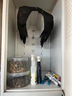 Zadelkast, Animaux & Accessoires, Chevaux