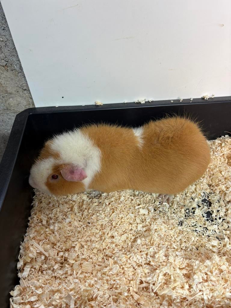 Us teddy beertje, Dieren en Toebehoren, Cavia, Augustus, Mannelijk, Tam