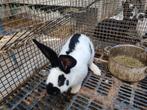 2 rammelaars vlinder konijn, Dieren en Toebehoren, Konijnen, Mannelijk, Groot, 0 tot 2 jaar