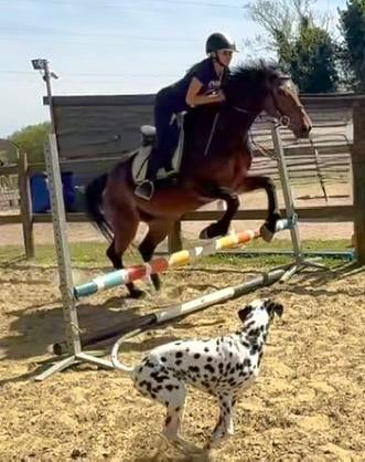 Jardin Brave de 14 m, Animaux & Accessoires, Hongre, B