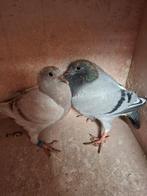 6 jonge duifjes van 2026, met pedigree., Animaux & Accessoires, Oiseaux | Pigeons, Plusieurs animaux, Pigeon voyageur