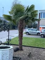 Grote palmbomen, Tuin en Terras, Planten | Bomen, Ophalen, Palmboom