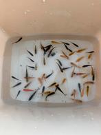 60 tal baby koi 2-4 cm (weer beschikbaar), Dieren en Toebehoren, Karper of Koi