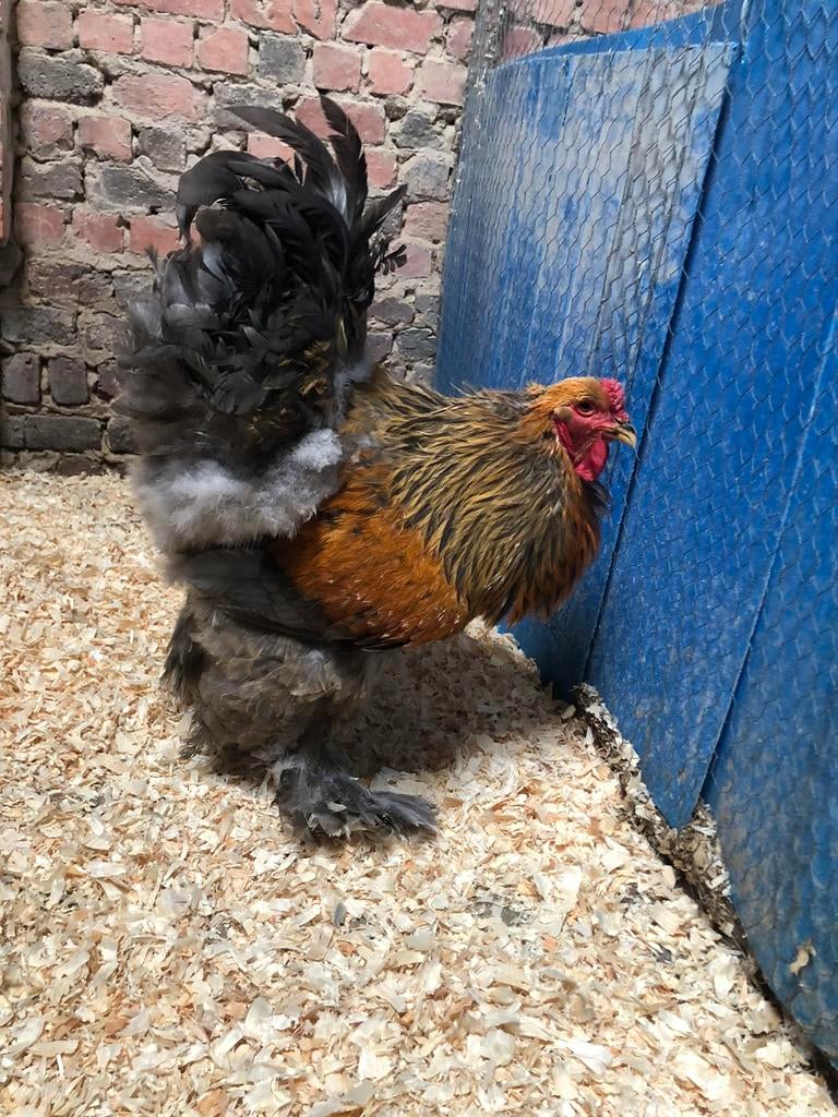 Brahma groothoen goudblauwberken, Mâle, Poule ou poulet