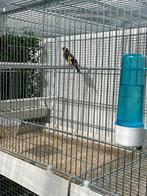 Distelvink, Dieren en Toebehoren, Vogels | Overige Vogels, Mannelijk, Wildzangvogel, Geringd