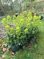 vaste planten ( winterhard ) prijs zie onderaan, Tuin en Terras, Planten | Tuinplanten, Ophalen