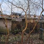 Treurwilgen, Tuin en Terras, Planten | Bomen, Ophalen, Treurboom, 100 tot 250 cm